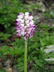 Ятрышник обезьяний 002